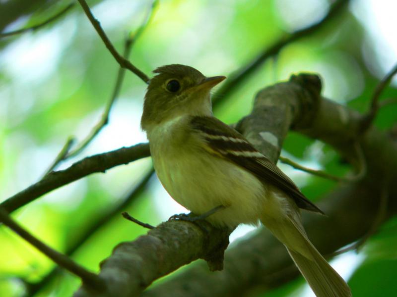 Acadian flycatcher