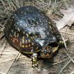 Eastern box turtle, Terrapene carolina