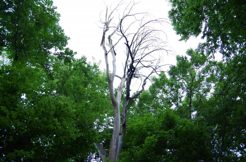 Indiana bat roost tree