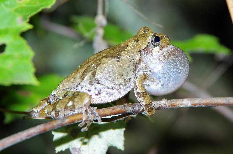 Gray treefrog, Hyla chrysoscelis