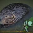 Beaver, Castor canadensis