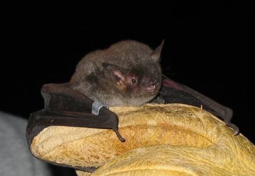 Gray bat