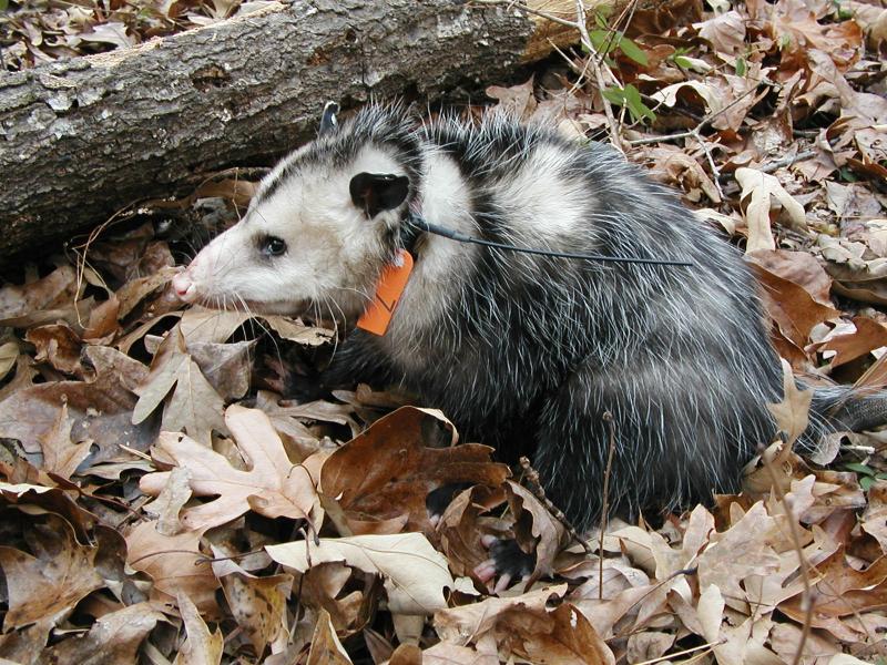 Opossum with radiocollar