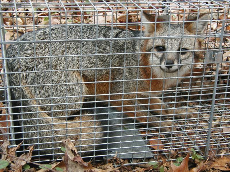 Gray fox in trap