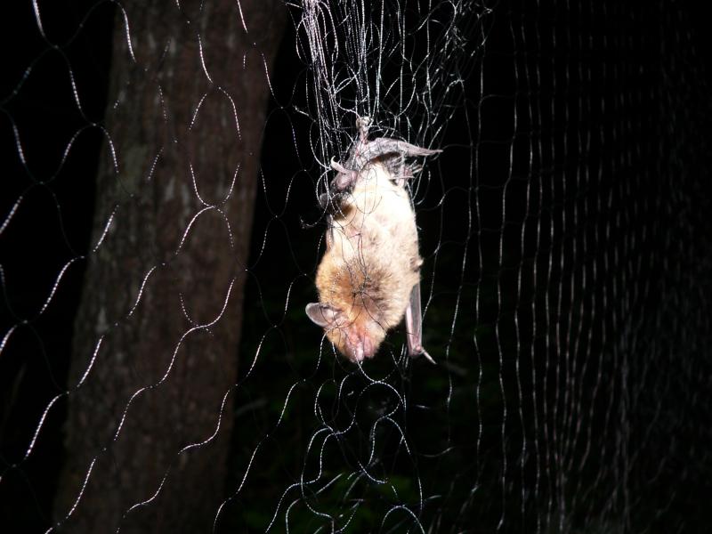 Bat in mist net