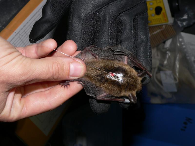 Radio-transmittered bat