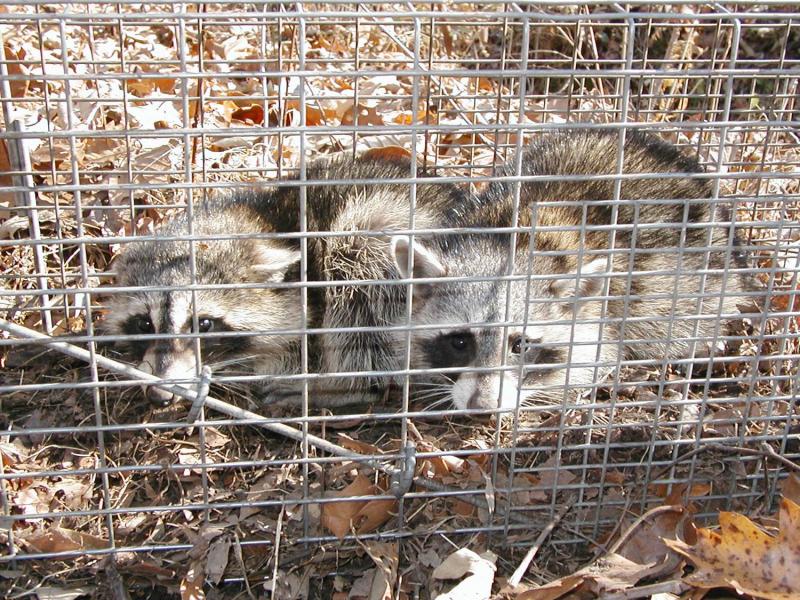 Raccoons in trap