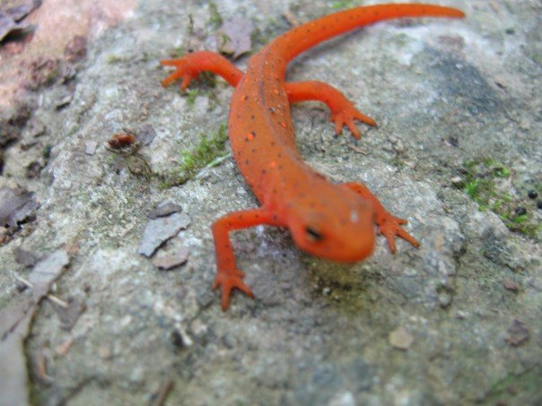 Red eft (red-spotted newt)