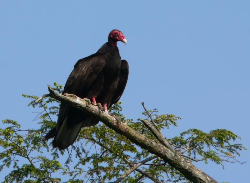 Turkey Vulture