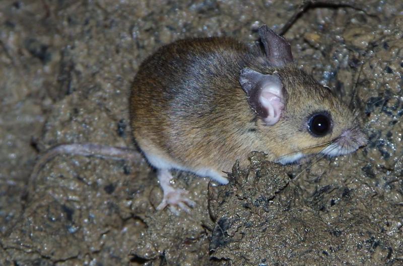 White-footed mouse